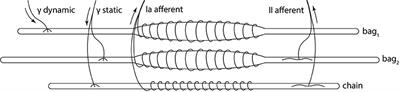 Proprioceptive Feedback through a Neuromorphic Muscle Spindle Model